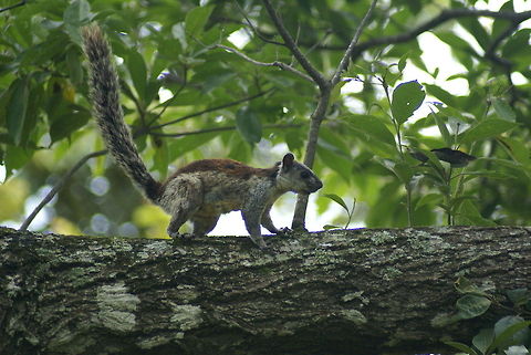 Squirrel side view This angle gives a good view of the length of its tail exceeding the length of its body. Costa Rica,Sciurus variegatoides,Squirrel,Variegated squirrel