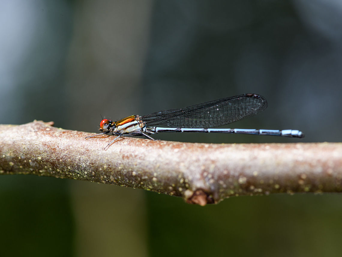 Argia Limitata, Orito, Colombia Here we go, opening the set that will document our 3rd visit to Colombia. Travel report for the interested here:<br />
<a href="https://ferdychristant.com/colombia-2018-travel-report-ee68bfae9579" rel="nofollow">https://ferdychristant.com/colombia-2018-travel-report-ee68bfae9579</a><br />
<br />
I'll be using this tag for the set:<br />
<br />
<a href="https://www.jungledragon.com/tag/50892/colombia_south.html" title="Colombia South" class="tag"><em>1600</em>Colombia South</a><br />
<br />
I expect it to become roughly a 1,000 photos large when finished, which will take many months to share bit by bit.<br />
<br />
On this day, we had a little "warmup" session on the outskirts of Orito. Only the day after would we go into the actual jungle. Sorry for the shot being a bit misfocused, I was still prepping my gear. Argia limitata,Colombia,Colombia 2018,Colombia South,Fall,Geotagged,Orito,Putumayo,South America,World