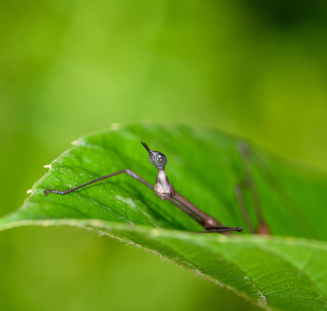 Stick Grasshopper (Apioscelis bulbosa), Orito, Colombia Just arriving in Orito, we did a little warm-up macro session in an agricultural area. One of the first awesome finds our local guide Brayan pointed out is this hilarious grasshopper. It&#039;s part of the Proscopiidae family, named Neotropical stick grasshoppers or jumping sticks. As species in this family have no or underdeveloped wings, you can barely tell it to be a grasshopper. <br />
<br />
ID of the species is based on these references:<br />
<a href="https://www.flickr.com/photos/artour_a/2292416655" rel="nofollow">https://www.flickr.com/photos/artour_a/2292416655</a><br />
<a href="http://www.projectnoah.org/spottings/8495631" rel="nofollow">http://www.projectnoah.org/spottings/8495631</a><br />
<br />
<figure class="photo"><a href="https://www.jungledragon.com/image/69273/stick_grasshopper_apioscelis_bulbosa_-_top_view_orito_colombia.html" title="Stick Grasshopper (Apioscelis bulbosa) - top view, Orito, Colombia"><img src="https://s3.amazonaws.com/media.jungledragon.com/images/2/69273_thumb.jpg?AWSAccessKeyId=05GMT0V3GWVNE7GGM1R2&Expires=1759968010&Signature=GtcbXLwtDdgOorHyvauPMz4PliA%3D" width="200" height="200" alt="Stick Grasshopper (Apioscelis bulbosa) - top view, Orito, Colombia Just arriving in Orito, we did a little warm-up macro session in an agricultural area. One of the first awesome finds our local guide Brayan pointed out is this hilarious grasshopper. It&#039;s part of the Proscopiidae family, named Neotropical stick grasshoppers or jumping sticks. As species in this family have no or underdeveloped wings, you can barely tell it to be a grasshopper. <br />
<br />
ID of the species is based on these references:<br />
https://www.flickr.com/photos/artour_a/2292416655<br />
http://www.projectnoah.org/spottings/8495631<br />
<br />
https://www.jungledragon.com/image/69272/stick_grasshopper_apioscelis_bulbosa_orito_colombia.html<br />
https://www.jungledragon.com/image/69274/stick_grasshopper_apioscelis_bulbosa_-_front_view_orito_colombia.html Apioscelis bulbosa,Colombia,Colombia 2018,Colombia South,Fall,Geotagged,Orito,Putumayo,South America,World" /></a></figure><br />
<figure class="photo"><a href="https://www.jungledragon.com/image/69274/stick_grasshopper_apioscelis_bulbosa_-_front_view_orito_colombia.html" title="Stick Grasshopper (Apioscelis bulbosa) - front view, Orito, Colombia"><img src="https://s3.amazonaws.com/media.jungledragon.com/images/2/69274_thumb.jpg?AWSAccessKeyId=05GMT0V3GWVNE7GGM1R2&Expires=1759968010&Signature=N16DJFONjUpE9b6OcbRYvA7CNX8%3D" width="200" height="134" alt="Stick Grasshopper (Apioscelis bulbosa) - front view, Orito, Colombia Just arriving in Orito, we did a little warm-up macro session in an agricultural area. One of the first awesome finds our local guide Brayan pointed out is this hilarious grasshopper. It&#039;s part of the Proscopiidae family, named Neotropical stick grasshoppers or jumping sticks. As species in this family have no or underdeveloped wings, you can barely tell it to be a grasshopper. <br />
<br />
ID of the species is based on these references:<br />
https://www.flickr.com/photos/artour_a/2292416655<br />
http://www.projectnoah.org/spottings/8495631<br />
<br />
https://www.jungledragon.com/image/69272/stick_grasshopper_apioscelis_bulbosa_orito_colombia.html<br />
https://www.jungledragon.com/image/69274/stick_grasshopper_apioscelis_bulbosa_-_front_view_orito_colombia.html Apioscelis bulbosa,Colombia,Colombia 2018,Colombia South,Orito,Putumayo,South America,World" /></a></figure> Apioscelis bulbosa,Colombia,Colombia 2018,Colombia South,Fall,Geotagged,Orito,Putumayo,South America,World