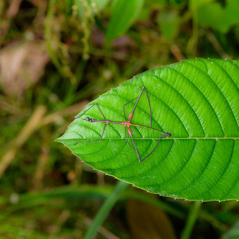 Stick Grasshopper (Apioscelis bulbosa) - top view, Orito, Colombia Just arriving in Orito, we did a little warm-up macro session in an agricultural area. One of the first awesome finds our local guide Brayan pointed out is this hilarious grasshopper. It's part of the Proscopiidae family, named Neotropical stick grasshoppers or jumping sticks. As species in this family have no or underdeveloped wings, you can barely tell it to be a grasshopper. 

ID of the species is based on these references:
https://www.flickr.com/photos/artour_a/2292416655
http://www.projectnoah.org/spottings/8495631

https://www.jungledragon.com/image/69272/stick_grasshopper_apioscelis_bulbosa_orito_colombia.html
https://www.jungledragon.com/image/69274/stick_grasshopper_apioscelis_bulbosa_-_front_view_orito_colombia.html Apioscelis bulbosa,Colombia,Colombia 2018,Colombia South,Fall,Geotagged,Orito,Putumayo,South America,World