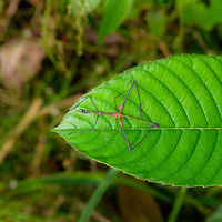 Stick Grasshopper (Apioscelis bulbosa) - top view, Orito, Colombia Just arriving in Orito, we did a little warm-up macro session in an agricultural area. One of the first awesome finds our local guide Brayan pointed out is this hilarious grasshopper. It's part of the Proscopiidae family, named Neotropical stick grasshoppers or jumping sticks. As species in this family have no or underdeveloped wings, you can barely tell it to be a grasshopper. <br />
<br />
ID of the species is based on these references:<br />
https://www.flickr.com/photos/artour_a/2292416655<br />
http://www.projectnoah.org/spottings/8495631<br />
<br />
https://www.jungledragon.com/image/69272/stick_grasshopper_apioscelis_bulbosa_orito_colombia.html<br />
https://www.jungledragon.com/image/69274/stick_grasshopper_apioscelis_bulbosa_-_front_view_orito_colombia.html Apioscelis bulbosa,Colombia,Colombia 2018,Colombia South,Fall,Geotagged,Orito,Putumayo,South America,World