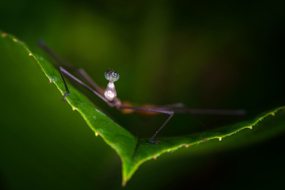 Stick Grasshopper (Apioscelis bulbosa) - front view, Orito, Colombia Just arriving in Orito, we did a little warm-up macro session in an agricultural area. One of the first awesome finds our local guide Brayan pointed out is this hilarious grasshopper. It&#039;s part of the Proscopiidae family, named Neotropical stick grasshoppers or jumping sticks. As species in this family have no or underdeveloped wings, you can barely tell it to be a grasshopper. <br />
<br />
ID of the species is based on these references:<br />
<a href="https://www.flickr.com/photos/artour_a/2292416655" rel="nofollow">https://www.flickr.com/photos/artour_a/2292416655</a><br />
<a href="http://www.projectnoah.org/spottings/8495631" rel="nofollow">http://www.projectnoah.org/spottings/8495631</a><br />
<br />
<figure class="photo"><a href="https://www.jungledragon.com/image/69272/stick_grasshopper_apioscelis_bulbosa_orito_colombia.html" title="Stick Grasshopper (Apioscelis bulbosa), Orito, Colombia"><img src="https://s3.amazonaws.com/media.jungledragon.com/images/2/69272_thumb.jpg?AWSAccessKeyId=05GMT0V3GWVNE7GGM1R2&Expires=1767225610&Signature=nXwwrdE7nfwQFJDhUOTvu50yi64%3D" width="200" height="192" alt="Stick Grasshopper (Apioscelis bulbosa), Orito, Colombia Just arriving in Orito, we did a little warm-up macro session in an agricultural area. One of the first awesome finds our local guide Brayan pointed out is this hilarious grasshopper. It&#039;s part of the Proscopiidae family, named Neotropical stick grasshoppers or jumping sticks. As species in this family have no or underdeveloped wings, you can barely tell it to be a grasshopper. <br />
<br />
ID of the species is based on these references:<br />
https://www.flickr.com/photos/artour_a/2292416655<br />
http://www.projectnoah.org/spottings/8495631<br />
<br />
https://www.jungledragon.com/image/69273/stick_grasshopper_apioscelis_bulbosa_-_top_view_orito_colombia.html<br />
https://www.jungledragon.com/image/69274/stick_grasshopper_apioscelis_bulbosa_-_front_view_orito_colombia.html Apioscelis bulbosa,Colombia,Colombia 2018,Colombia South,Fall,Geotagged,Orito,Putumayo,South America,World" /></a></figure><br />
<figure class="photo"><a href="https://www.jungledragon.com/image/69274/stick_grasshopper_apioscelis_bulbosa_-_front_view_orito_colombia.html" title="Stick Grasshopper (Apioscelis bulbosa) - front view, Orito, Colombia"><img src="https://s3.amazonaws.com/media.jungledragon.com/images/2/69274_thumb.jpg?AWSAccessKeyId=05GMT0V3GWVNE7GGM1R2&Expires=1767225610&Signature=iwNYC8RHN4j5vteEYMWO55RcToE%3D" width="200" height="134" alt="Stick Grasshopper (Apioscelis bulbosa) - front view, Orito, Colombia Just arriving in Orito, we did a little warm-up macro session in an agricultural area. One of the first awesome finds our local guide Brayan pointed out is this hilarious grasshopper. It&#039;s part of the Proscopiidae family, named Neotropical stick grasshoppers or jumping sticks. As species in this family have no or underdeveloped wings, you can barely tell it to be a grasshopper. <br />
<br />
ID of the species is based on these references:<br />
https://www.flickr.com/photos/artour_a/2292416655<br />
http://www.projectnoah.org/spottings/8495631<br />
<br />
https://www.jungledragon.com/image/69272/stick_grasshopper_apioscelis_bulbosa_orito_colombia.html<br />
https://www.jungledragon.com/image/69274/stick_grasshopper_apioscelis_bulbosa_-_front_view_orito_colombia.html Apioscelis bulbosa,Colombia,Colombia 2018,Colombia South,Orito,Putumayo,South America,World" /></a></figure> Apioscelis bulbosa,Colombia,Colombia 2018,Colombia South,Orito,Putumayo,South America,World