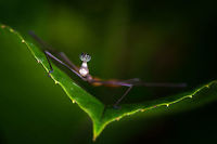 Stick Grasshopper (Apioscelis bulbosa) - front view, Orito, Colombia Just arriving in Orito, we did a little warm-up macro session in an agricultural area. One of the first awesome finds our local guide Brayan pointed out is this hilarious grasshopper. It's part of the Proscopiidae family, named Neotropical stick grasshoppers or jumping sticks. As species in this family have no or underdeveloped wings, you can barely tell it to be a grasshopper. <br />
<br />
ID of the species is based on these references:<br />
https://www.flickr.com/photos/artour_a/2292416655<br />
http://www.projectnoah.org/spottings/8495631<br />
<br />
https://www.jungledragon.com/image/69272/stick_grasshopper_apioscelis_bulbosa_orito_colombia.html<br />
https://www.jungledragon.com/image/69274/stick_grasshopper_apioscelis_bulbosa_-_front_view_orito_colombia.html Apioscelis bulbosa,Colombia,Colombia 2018,Colombia South,Orito,Putumayo,South America,World