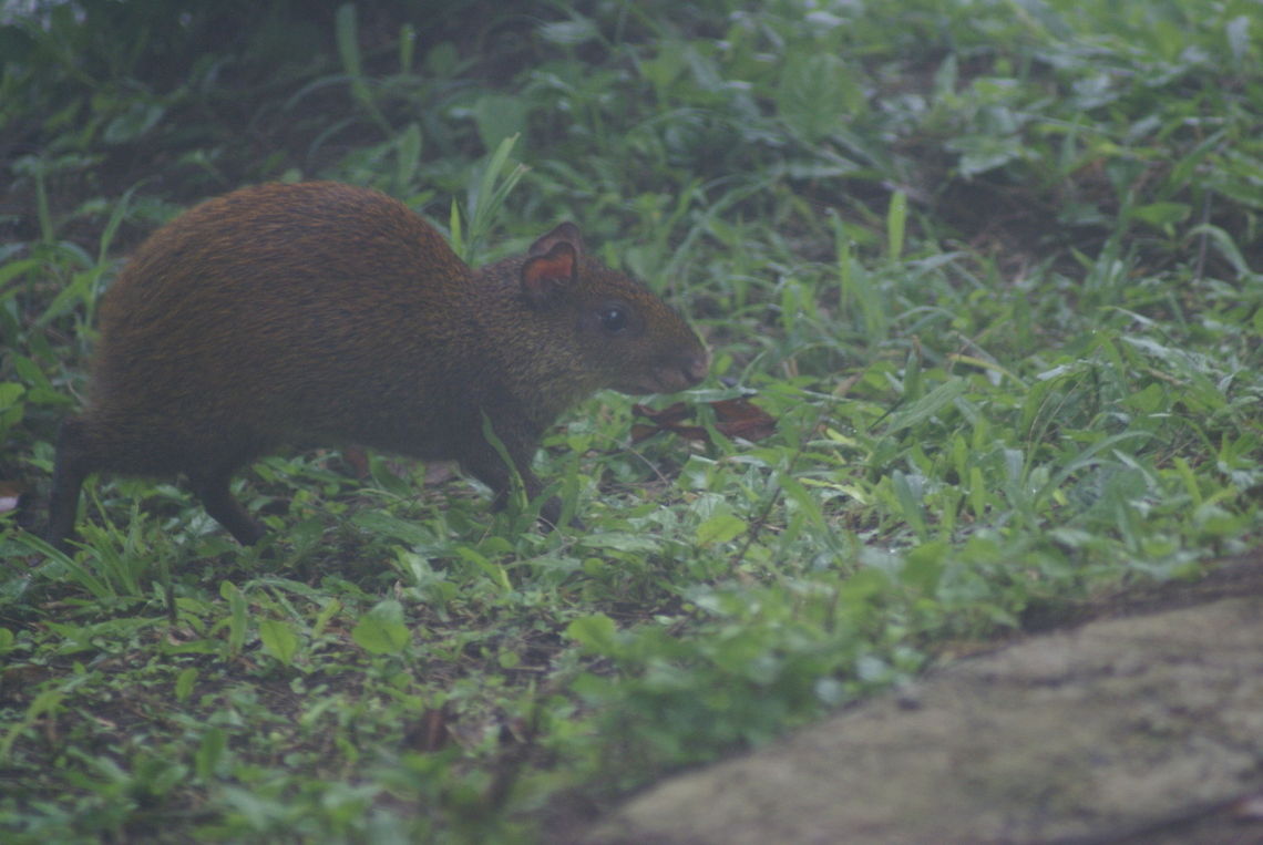 Agouti on the run I know the shot is terrible, but it is the only one I have of an Agouti in the wild. Agoutis tend to be quite shy and flee from humans, as this shot proves. Agouti,Azaras Agouti,Costa Rica,Dasyprocta azarae