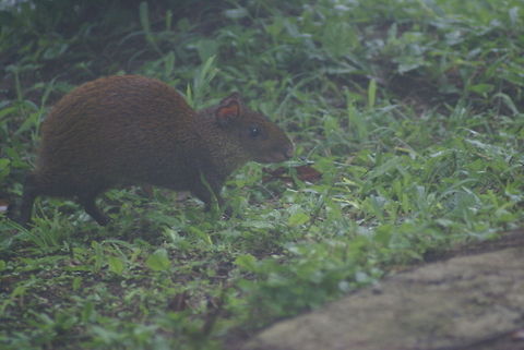 Agouti on the run I know the shot is terrible, but it is the only one I have of an Agouti in the wild. Agoutis tend to be quite shy and flee from humans, as this shot proves. Agouti,Azaras Agouti,Costa Rica,Dasyprocta azarae