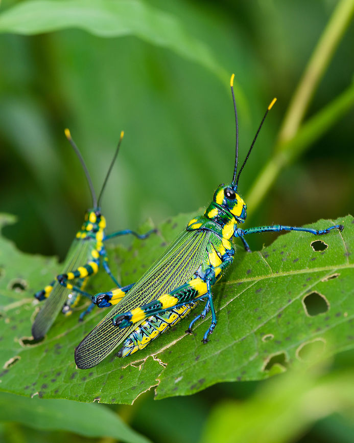 Chromacris psittacus, Orito, Colombia Another one of many stunning grasshoppers found in Colombia and Ecuador. Both are adults, I&#039;m unsure of the sexes. These two were pretty calm when approaching them. Chromacris psittacus,Colombia,Colombia 2018,Colombia South,Orito,Putumayo,South America,World