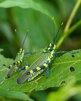 Chromacris psittacus, Orito, Colombia Another one of many stunning grasshoppers found in Colombia and Ecuador. Both are adults, I'm unsure of the sexes. These two were pretty calm when approaching them. Chromacris psittacus,Colombia,Colombia 2018,Colombia South,Orito,Putumayo,South America,World