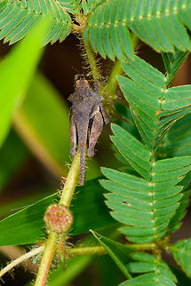 Greybrown grasshopper - top view, Orito, Colombia I tried hard, but no luck with the ID yet. Side view:
https://www.jungledragon.com/image/69320/greybrown_grasshopper_-_side_view_orito_colombia.html Colombia,Colombia 2018,Colombia South,Orito,Putumayo,South America,World