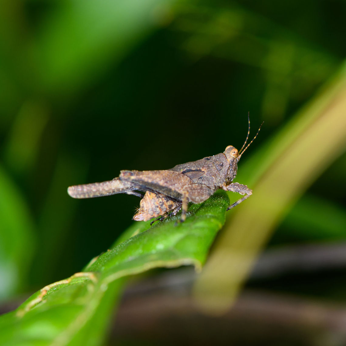Greybrown grasshopper - side view, Orito, Colombia I tried hard, but no luck with the ID yet. Top view:<br />
<figure class="photo"><a href="https://www.jungledragon.com/image/69319/greybrown_grasshopper_-_top_view_orito_colombia.html" title="Greybrown grasshopper - top view, Orito, Colombia"><img src="https://s3.amazonaws.com/media.jungledragon.com/images/2/69319_thumb.jpg?AWSAccessKeyId=05GMT0V3GWVNE7GGM1R2&Expires=1759968010&Signature=E6QW3EDdlmawAgWxHeluUI85gAA%3D" width="102" height="152" alt="Greybrown grasshopper - top view, Orito, Colombia I tried hard, but no luck with the ID yet. Side view:<br />
https://www.jungledragon.com/image/69320/greybrown_grasshopper_-_side_view_orito_colombia.html Colombia,Colombia 2018,Colombia South,Orito,Putumayo,South America,World" /></a></figure> Colombia,Colombia 2018,Colombia South,Orito,Putumayo,South America,World