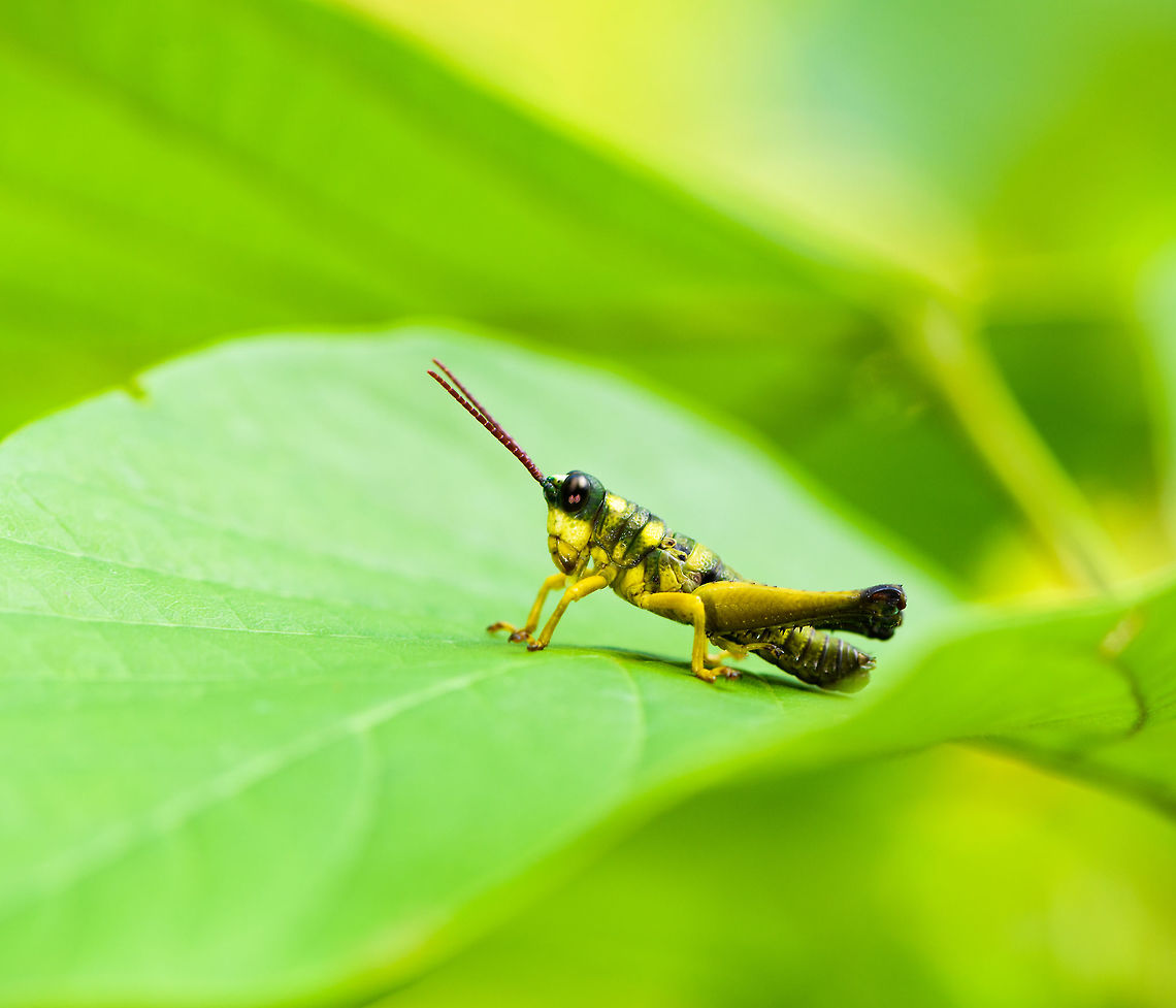 Small yellow-green grasshopper, Orito, Colombia No exact species match yet, I&#039;m collecting a few unidentified grasshoppers in a list as to contact an expert later:<br />
<ul class="collections-simple"><li><a href="https://www.jungledragon.com/list/520" title="view as slideshow" class="button slideshow"><em class="fa fa-bookmark"></em>Orthoptera of Colombia [unidentified]</a></li></ul> Colombia,Colombia 2018,Colombia South,Orito,Putumayo,South America,World