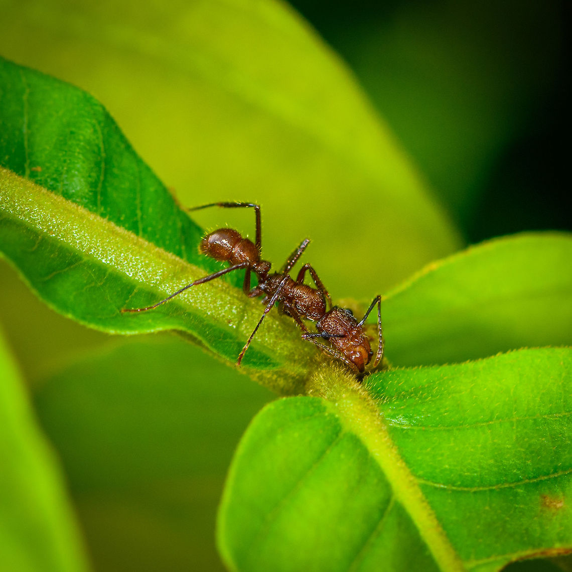 Ectatomma tuberculatum feeding on plant's gland, Orito, Colombia This plant had  several large ants feeding on the gland openings. I don&#039;t know the exact species but this seems to be a symbiotic relation between the ant and plant. Colombia,Colombia 2018,Colombia South,Ectatomma tuberculatum,Fall,Geotagged,Orito,Putumayo,South America,World