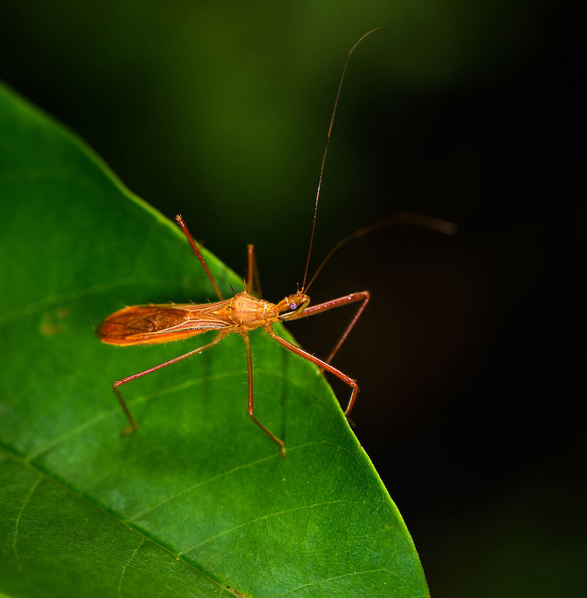 Orange Assassin Bug, Orito, Colombia Ricolla sp. Colombia,Colombia 2018,Colombia South,Orito,Putumayo,South America,World