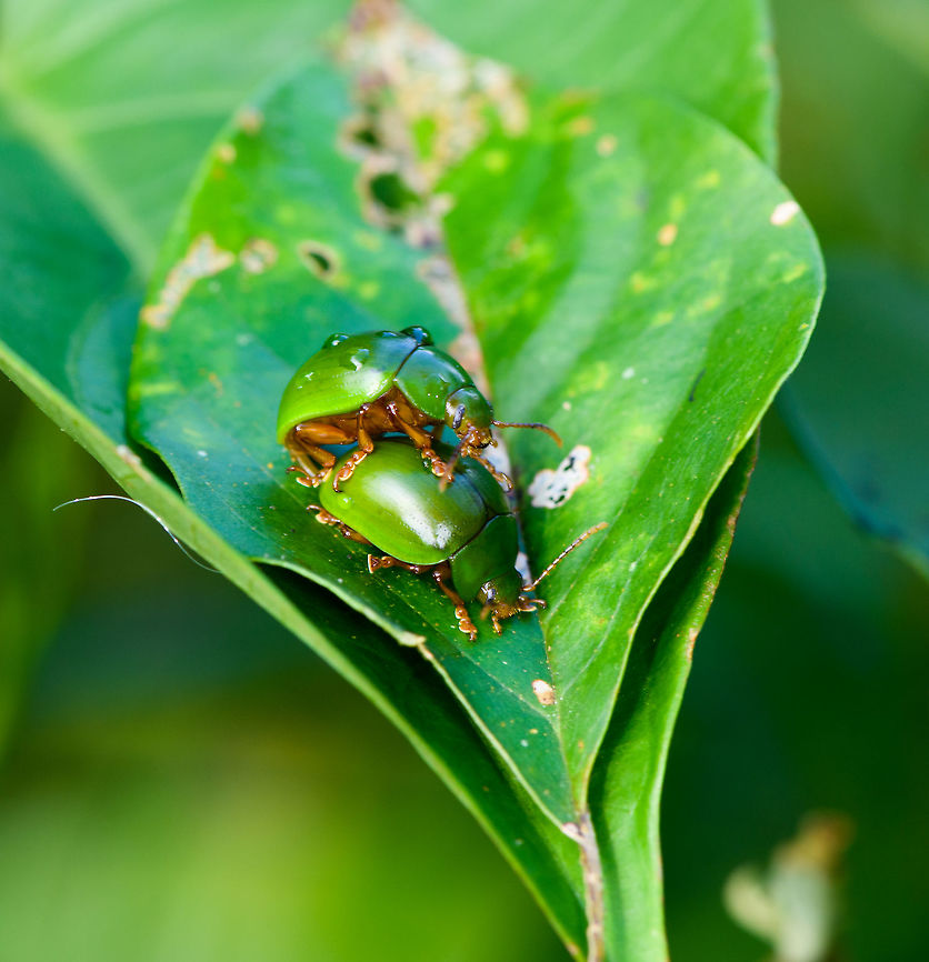 Platyphora albovirens mating, Orito, Colombia A pretty obscure species, not even eol.org knows this scientific name, but here's some references:<br />
<a href="http://chrysomelidae.miza-ucv.org.ve/chrysomelidae/platyphora-albovirens" rel="nofollow">http://chrysomelidae.miza-ucv.org.ve/chrysomelidae/platyphora-albovirens</a><br />
<a href="https://www.flickr.com/photos/andreaskay/14770416676/" rel="nofollow">https://www.flickr.com/photos/andreaskay/14770416676/</a><br />
 Colombia,Colombia 2018,Colombia South,Fall,Geotagged,Orito,Platyphora albovirens,Putumayo,South America,World
