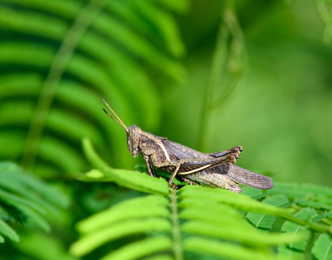 Abracris flavolineata, Orito, Colombia Found on the outskirts of Orito in an agricultural area. Abracris flavolineata,Colombia,Colombia 2018,Colombia South,Fall,Geotagged,Orito,Putumayo,South America,World