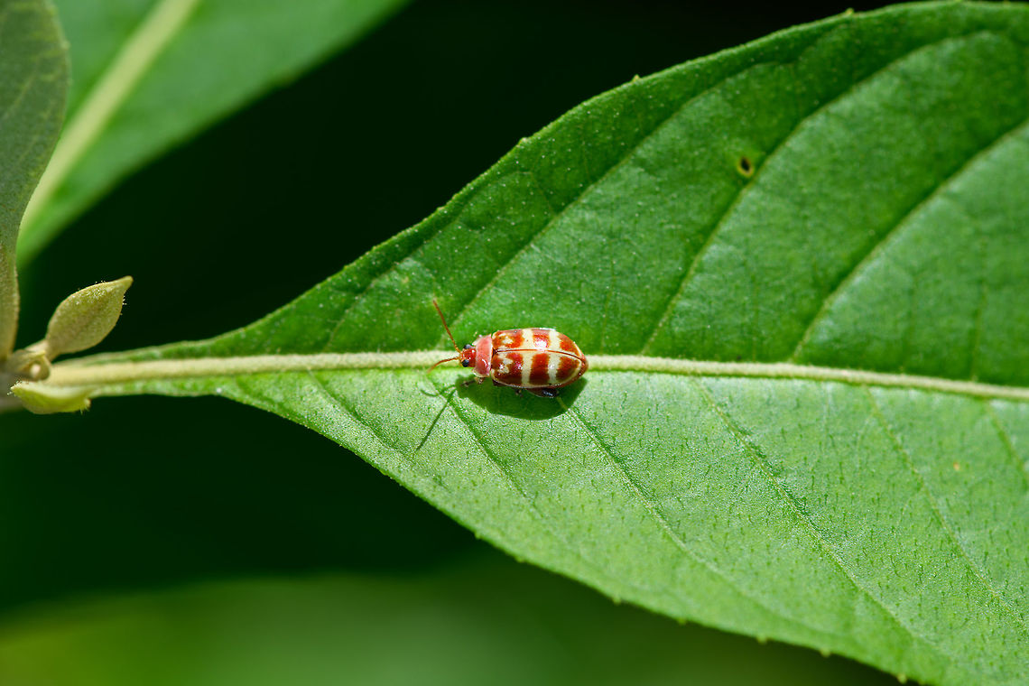 Flea Beetle, Asphaera sp.? Orito, Colombia Similar but not an exact reference:<br />
<a href="https://www.flickr.com/photos/72271115@N02/35394869181" rel="nofollow">https://www.flickr.com/photos/72271115@N02/35394869181</a> Colombia,Colombia 2018,Colombia South,Fall,Geotagged,Orito,Putumayo,South America,World
