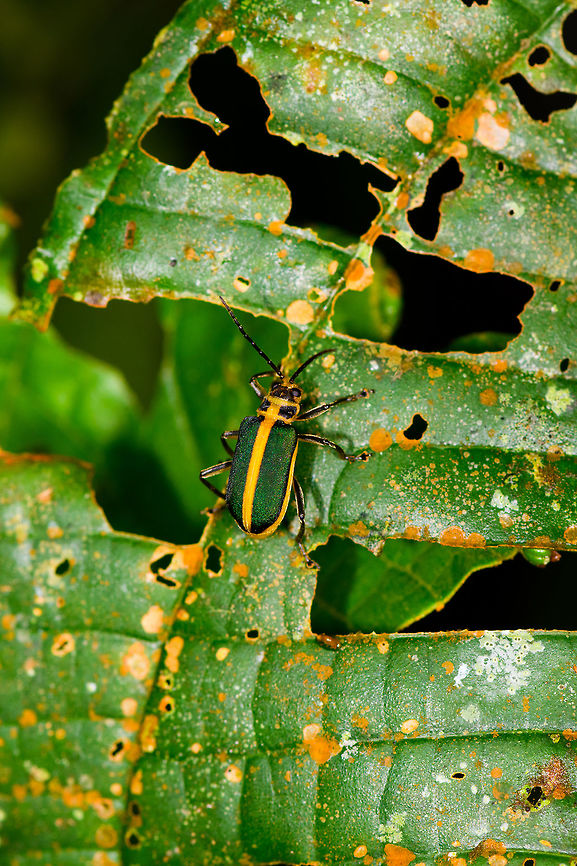Yellow-green leaf beetle, Orito, Colombia Possibly Dircema sp.<br />
<a href="https://www.flickr.com/photos/andreaskay/28427813673/in/album-72157672483717566/" rel="nofollow">https://www.flickr.com/photos/andreaskay/28427813673/in/album-72157672483717566/</a> Colombia,Colombia 2018,Colombia South,Orito,Putumayo,South America,World