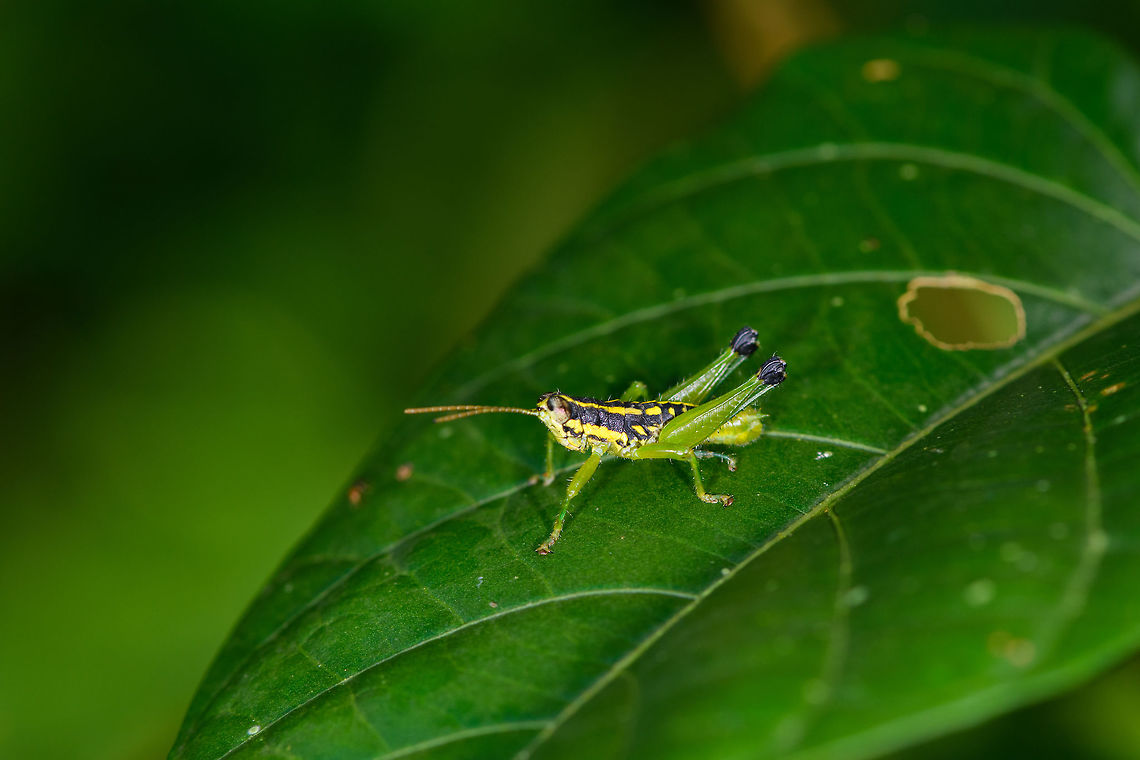 Small yellow-black grasshopper, Orito, Colombia Another small colorful grasshopper from Colombia. Collecting my unidentified ones in this list for an expert to look at later:<br />
<ul class="collections-simple"><li><a href="https://www.jungledragon.com/list/520" title="view as slideshow" class="button slideshow"><em class="fa fa-bookmark"></em>Orthoptera of Colombia [unidentified]</a></li></ul> Colombia,Colombia 2018,Colombia South,Fall,Geotagged,Orito,Putumayo,South America,World