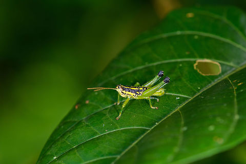 Small yellow-black grasshopper, Orito, Colombia Another small colorful grasshopper from Colombia. Collecting my unidentified ones in this list for an expert to look at later:
https://www.jungledragon.com/list/520/orthoptera_of_colombia_unidentified.html Colombia,Colombia 2018,Colombia South,Fall,Geotagged,Orito,Putumayo,South America,World