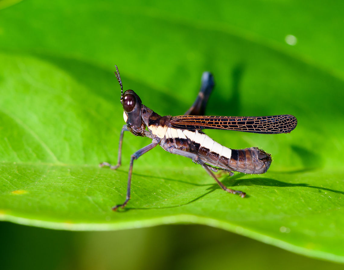 Pseudomastax personata, Orito, Colombia Another beautiful monkey grasshopper from Colombia. I love the explicit wing patterns. Colombia,Colombia 2018,Colombia South,Fall,Geotagged,Orito,Pseudomastax personata,Putumayo,South America,World