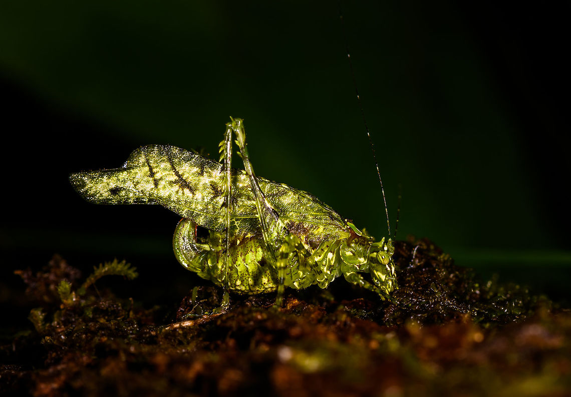 Theia sp.?, Orito, Colombia Somewhat similar:<br />
<a href="https://www.flickr.com/photos/andreaskay/29098067041/in/album-72157672849979305/" rel="nofollow">https://www.flickr.com/photos/andreaskay/29098067041/in/album-72157672849979305/</a> Colombia,Colombia 2018,Colombia South,Fall,Geotagged,Orito,Putumayo,South America,World