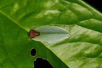 Seed-mimicking moth - top view, Rosema sp., Orito, Colombia Awesome moth that is very easy to overlook. I'm sure of the Rosema genus, yet this genus has quite a few similar looking species, so will consult with some experts.<br />
<br />
https://www.jungledragon.com/image/69356/seed-mimicking_moth_-_side_view_rosema_sp._orito_colombia.html<br />
https://www.jungledragon.com/image/69357/seed-mimicking_moth_-_front_view_rosema_sp._orito_colombia.html Colombia,Colombia 2018,Colombia South,Orito,Putumayo,Rosema lucia,South America,World