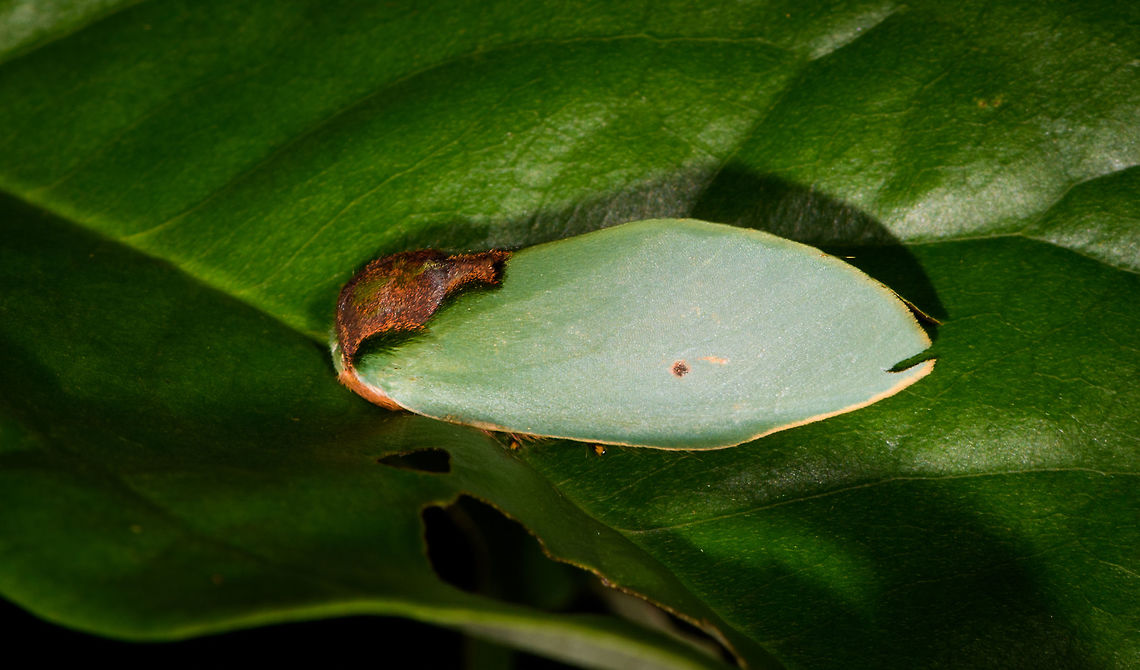 Seed-mimicking moth - side view, Rosema sp., Orito, Colombia Awesome moth that is very easy to overlook. I&#039;m sure of the Rosema genus, yet this genus has quite a few similar looking species, so will consult with some experts.<br />
<figure class="photo"><a href="https://www.jungledragon.com/image/69355/seed-mimicking_moth_-_top_view_rosema_sp._orito_colombia.html" title="Seed-mimicking moth - top view, Rosema sp., Orito, Colombia"><img src="https://s3.amazonaws.com/media.jungledragon.com/images/2/69355_thumb.jpg?AWSAccessKeyId=05GMT0V3GWVNE7GGM1R2&Expires=1759968010&Signature=rmYbeRjaYLmkdBR%2FcdAVoVRUhu4%3D" width="200" height="134" alt="Seed-mimicking moth - top view, Rosema sp., Orito, Colombia Awesome moth that is very easy to overlook. I&#039;m sure of the Rosema genus, yet this genus has quite a few similar looking species, so will consult with some experts.<br />
<br />
https://www.jungledragon.com/image/69356/seed-mimicking_moth_-_side_view_rosema_sp._orito_colombia.html<br />
https://www.jungledragon.com/image/69357/seed-mimicking_moth_-_front_view_rosema_sp._orito_colombia.html Colombia,Colombia 2018,Colombia South,Orito,Putumayo,Rosema lucia,South America,World" /></a></figure><br />
<figure class="photo"><a href="https://www.jungledragon.com/image/69357/seed-mimicking_moth_-_front_view_rosema_sp._orito_colombia.html" title="Seed-mimicking moth - front view, Rosema sp., Orito, Colombia"><img src="https://s3.amazonaws.com/media.jungledragon.com/images/2/69357_thumb.jpg?AWSAccessKeyId=05GMT0V3GWVNE7GGM1R2&Expires=1759968010&Signature=amtWlRB5RQ97vrjj2Xf1Ke0eR0c%3D" width="200" height="200" alt="Seed-mimicking moth - front view, Rosema sp., Orito, Colombia Awesome moth that is very easy to overlook. I&#039;m sure of the Rosema genus, yet this genus has quite a few similar looking species, so will consult with some experts.<br />
https://www.jungledragon.com/image/69355/seed-mimicking_moth_-_top_view_rosema_sp._orito_colombia.html<br />
https://www.jungledragon.com/image/69356/seed-mimicking_moth_-_side_view_rosema_sp._orito_colombia.html Colombia,Colombia 2018,Colombia South,Fall,Geotagged,Orito,Putumayo,Rosema lucia,South America,World" /></a></figure> Colombia,Colombia 2018,Colombia South,Orito,Putumayo,Rosema lucia,South America,World