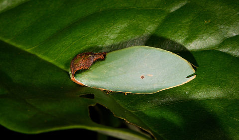 Seed-mimicking moth - side view, Rosema sp., Orito, Colombia Awesome moth that is very easy to overlook. I'm sure of the Rosema genus, yet this genus has quite a few similar looking species, so will consult with some experts.
https://www.jungledragon.com/image/69355/seed-mimicking_moth_-_top_view_rosema_sp._orito_colombia.html
https://www.jungledragon.com/image/69357/seed-mimicking_moth_-_front_view_rosema_sp._orito_colombia.html Colombia,Colombia 2018,Colombia South,Orito,Putumayo,Rosema lucia,South America,World