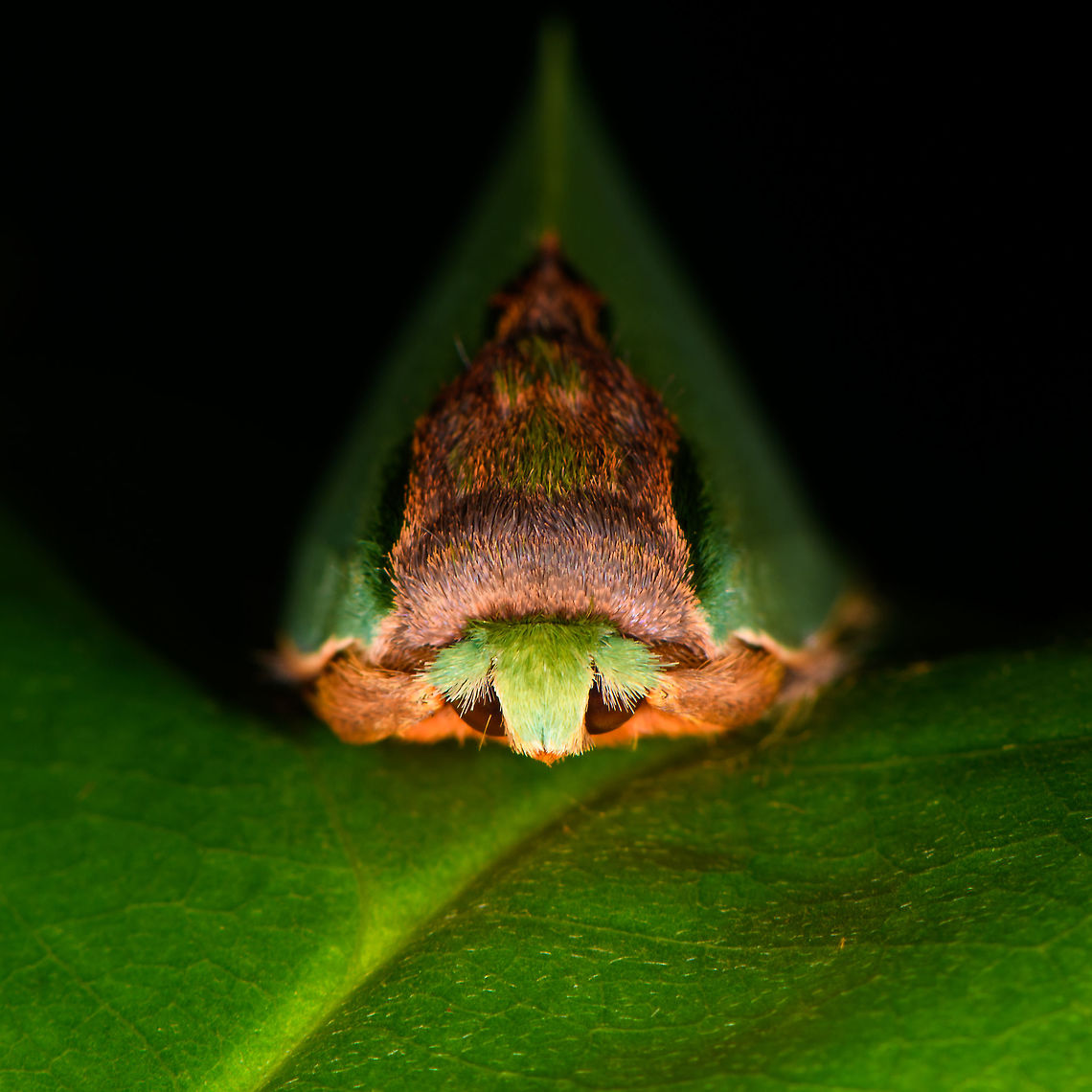 Seed-mimicking moth - front view, Rosema sp., Orito, Colombia Awesome moth that is very easy to overlook. I&#039;m sure of the Rosema genus, yet this genus has quite a few similar looking species, so will consult with some experts.<br />
<figure class="photo"><a href="https://www.jungledragon.com/image/69355/seed-mimicking_moth_-_top_view_rosema_sp._orito_colombia.html" title="Seed-mimicking moth - top view, Rosema sp., Orito, Colombia"><img src="https://s3.amazonaws.com/media.jungledragon.com/images/2/69355_thumb.jpg?AWSAccessKeyId=05GMT0V3GWVNE7GGM1R2&Expires=1769040010&Signature=pc19eoBDV2gYJkenDJJTJJjrh2w%3D" width="200" height="134" alt="Seed-mimicking moth - top view, Rosema sp., Orito, Colombia Awesome moth that is very easy to overlook. I&#039;m sure of the Rosema genus, yet this genus has quite a few similar looking species, so will consult with some experts.<br />
<br />
https://www.jungledragon.com/image/69356/seed-mimicking_moth_-_side_view_rosema_sp._orito_colombia.html<br />
https://www.jungledragon.com/image/69357/seed-mimicking_moth_-_front_view_rosema_sp._orito_colombia.html Colombia,Colombia 2018,Colombia South,Orito,Putumayo,Rosema lucia,South America,World" /></a></figure><br />
<figure class="photo"><a href="https://www.jungledragon.com/image/69356/seed-mimicking_moth_-_side_view_rosema_sp._orito_colombia.html" title="Seed-mimicking moth - side view, Rosema sp., Orito, Colombia"><img src="https://s3.amazonaws.com/media.jungledragon.com/images/2/69356_thumb.jpg?AWSAccessKeyId=05GMT0V3GWVNE7GGM1R2&Expires=1769040010&Signature=QzNF%2BgTtzAohyLbL0h60aMSEs%2B0%3D" width="200" height="118" alt="Seed-mimicking moth - side view, Rosema sp., Orito, Colombia Awesome moth that is very easy to overlook. I&#039;m sure of the Rosema genus, yet this genus has quite a few similar looking species, so will consult with some experts.<br />
https://www.jungledragon.com/image/69355/seed-mimicking_moth_-_top_view_rosema_sp._orito_colombia.html<br />
https://www.jungledragon.com/image/69357/seed-mimicking_moth_-_front_view_rosema_sp._orito_colombia.html Colombia,Colombia 2018,Colombia South,Orito,Putumayo,Rosema lucia,South America,World" /></a></figure> Colombia,Colombia 2018,Colombia South,Fall,Geotagged,Orito,Putumayo,Rosema lucia,South America,World