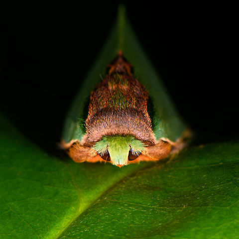 Seed-mimicking moth - front view, Rosema sp., Orito, Colombia Awesome moth that is very easy to overlook. I'm sure of the Rosema genus, yet this genus has quite a few similar looking species, so will consult with some experts.
https://www.jungledragon.com/image/69355/seed-mimicking_moth_-_top_view_rosema_sp._orito_colombia.html
https://www.jungledragon.com/image/69356/seed-mimicking_moth_-_side_view_rosema_sp._orito_colombia.html Colombia,Colombia 2018,Colombia South,Fall,Geotagged,Orito,Putumayo,Rosema lucia,South America,World