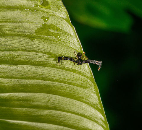 Stephanopoides simoni, Orito, Colombia An awesome, dark and very wide-legged crab spider. Somebody on Flickr is naming it the "Black orangutan crab spider" but I'm not sure if that's just a personal touch or a real name, can't find a serious reference of it.
https://www.jungledragon.com/image/69360/stephanopoides_simoni_-_front_view_orito_colombia.html
https://www.jungledragon.com/image/69361/stephanopoides_simoni_-_top_view_orito_colombia.html Colombia,Colombia 2018,Colombia South,Orito,Putumayo,South America,Stephanopoides simoni,World