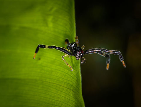 Stephanopoides simoni - front view, Orito, Colombia An awesome, dark and very wide-legged crab spider. Somebody on Flickr is naming it the "Black orangutan crab spider" but I'm not sure if that's just a personal touch or a real name, can't find a serious reference of it.
https://www.jungledragon.com/image/69359/stephanopoides_simoni_orito_colombia.html
https://www.jungledragon.com/image/69361/stephanopoides_simoni_-_top_view_orito_colombia.html Colombia,Colombia 2018,Colombia South,Fall,Geotagged,Orito,Putumayo,South America,Stephanopoides simoni,World
