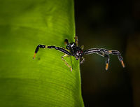 Stephanopoides simoni - front view, Orito, Colombia An awesome, dark and very wide-legged crab spider. Somebody on Flickr is naming it the "Black orangutan crab spider" but I'm not sure if that's just a personal touch or a real name, can't find a serious reference of it.<br />
https://www.jungledragon.com/image/69359/stephanopoides_simoni_orito_colombia.html<br />
https://www.jungledragon.com/image/69361/stephanopoides_simoni_-_top_view_orito_colombia.html Colombia,Colombia 2018,Colombia South,Fall,Geotagged,Orito,Putumayo,South America,Stephanopoides simoni,World