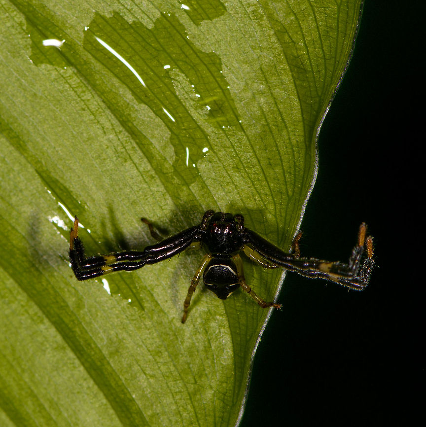 Stephanopoides simoni - top view, Orito, Colombia An awesome, dark and very wide-legged crab spider. Somebody on Flickr is naming it the &quot;Black orangutan crab spider&quot; but I&#039;m not sure if that&#039;s just a personal touch or a real name, can&#039;t find a serious reference of it.<br />
<figure class="photo"><a href="https://www.jungledragon.com/image/69359/stephanopoides_simoni_orito_colombia.html" title="Stephanopoides simoni, Orito, Colombia"><img src="https://s3.amazonaws.com/media.jungledragon.com/images/2/69359_thumb.jpg?AWSAccessKeyId=05GMT0V3GWVNE7GGM1R2&Expires=1767225610&Signature=yC%2F3JSRa8dj%2Bd1EasmRMuqGAC7I%3D" width="200" height="184" alt="Stephanopoides simoni, Orito, Colombia An awesome, dark and very wide-legged crab spider. Somebody on Flickr is naming it the &quot;Black orangutan crab spider&quot; but I&#039;m not sure if that&#039;s just a personal touch or a real name, can&#039;t find a serious reference of it.<br />
https://www.jungledragon.com/image/69360/stephanopoides_simoni_-_front_view_orito_colombia.html<br />
https://www.jungledragon.com/image/69361/stephanopoides_simoni_-_top_view_orito_colombia.html Colombia,Colombia 2018,Colombia South,Orito,Putumayo,South America,Stephanopoides simoni,World" /></a></figure><br />
<figure class="photo"><a href="https://www.jungledragon.com/image/69360/stephanopoides_simoni_-_front_view_orito_colombia.html" title="Stephanopoides simoni - front view, Orito, Colombia"><img src="https://s3.amazonaws.com/media.jungledragon.com/images/2/69360_thumb.jpg?AWSAccessKeyId=05GMT0V3GWVNE7GGM1R2&Expires=1767225610&Signature=oS5vNc2KDtP1kJmwSyrg%2FlwKG0g%3D" width="200" height="154" alt="Stephanopoides simoni - front view, Orito, Colombia An awesome, dark and very wide-legged crab spider. Somebody on Flickr is naming it the &quot;Black orangutan crab spider&quot; but I&#039;m not sure if that&#039;s just a personal touch or a real name, can&#039;t find a serious reference of it.<br />
https://www.jungledragon.com/image/69359/stephanopoides_simoni_orito_colombia.html<br />
https://www.jungledragon.com/image/69361/stephanopoides_simoni_-_top_view_orito_colombia.html Colombia,Colombia 2018,Colombia South,Fall,Geotagged,Orito,Putumayo,South America,Stephanopoides simoni,World" /></a></figure> Colombia,Colombia 2018,Colombia South,Orito,Putumayo,South America,Stephanopoides simoni,World