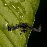 Stephanopoides simoni - top view, Orito, Colombia An awesome, dark and very wide-legged crab spider. Somebody on Flickr is naming it the "Black orangutan crab spider" but I'm not sure if that's just a personal touch or a real name, can't find a serious reference of it.<br />
https://www.jungledragon.com/image/69359/stephanopoides_simoni_orito_colombia.html<br />
https://www.jungledragon.com/image/69360/stephanopoides_simoni_-_front_view_orito_colombia.html Colombia,Colombia 2018,Colombia South,Orito,Putumayo,South America,Stephanopoides simoni,World