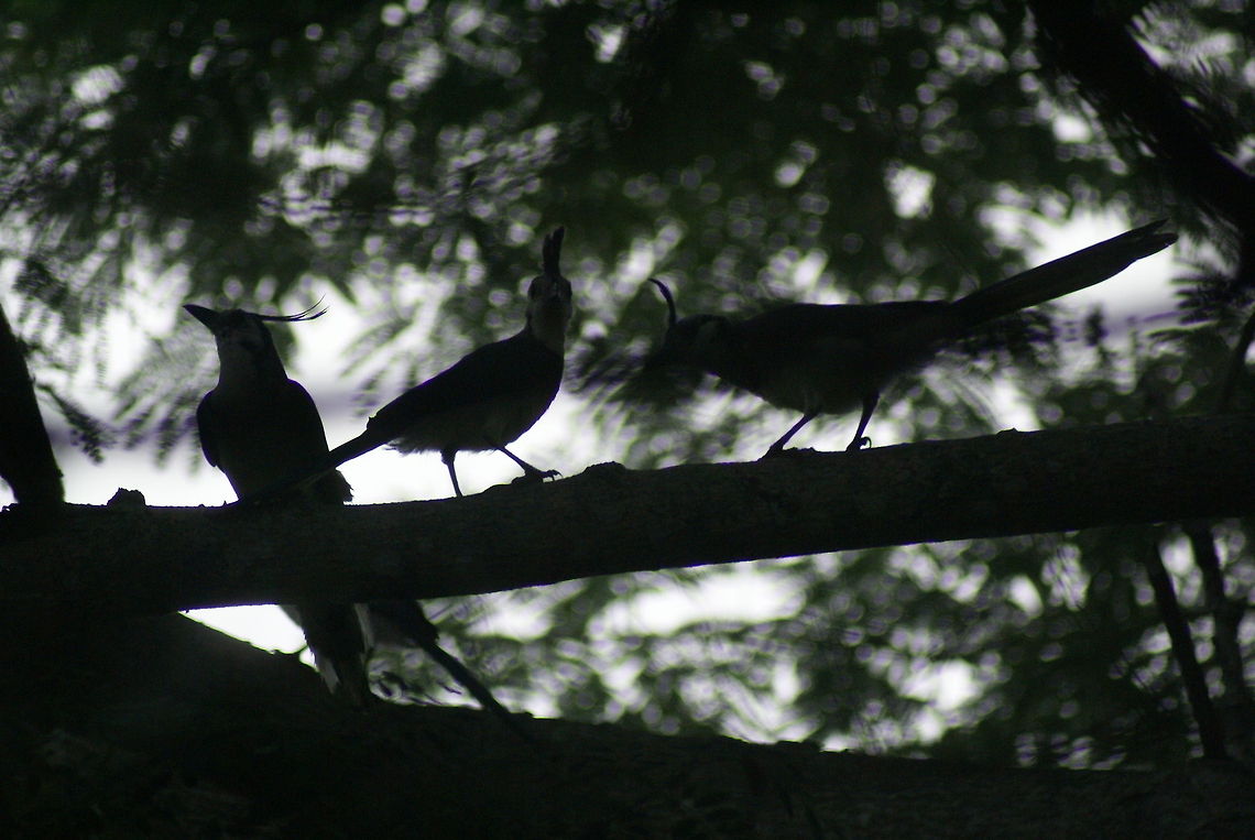Birds of shadow Three unknown birds form a nice silhouette in the trees of Costa Rica. Birds,Calocitta formosa,Costa Rica,White-throated magpie-jay