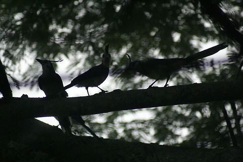 Birds of shadow Three unknown birds form a nice silhouette in the trees of Costa Rica. Birds,Calocitta formosa,Costa Rica,White-throated magpie-jay