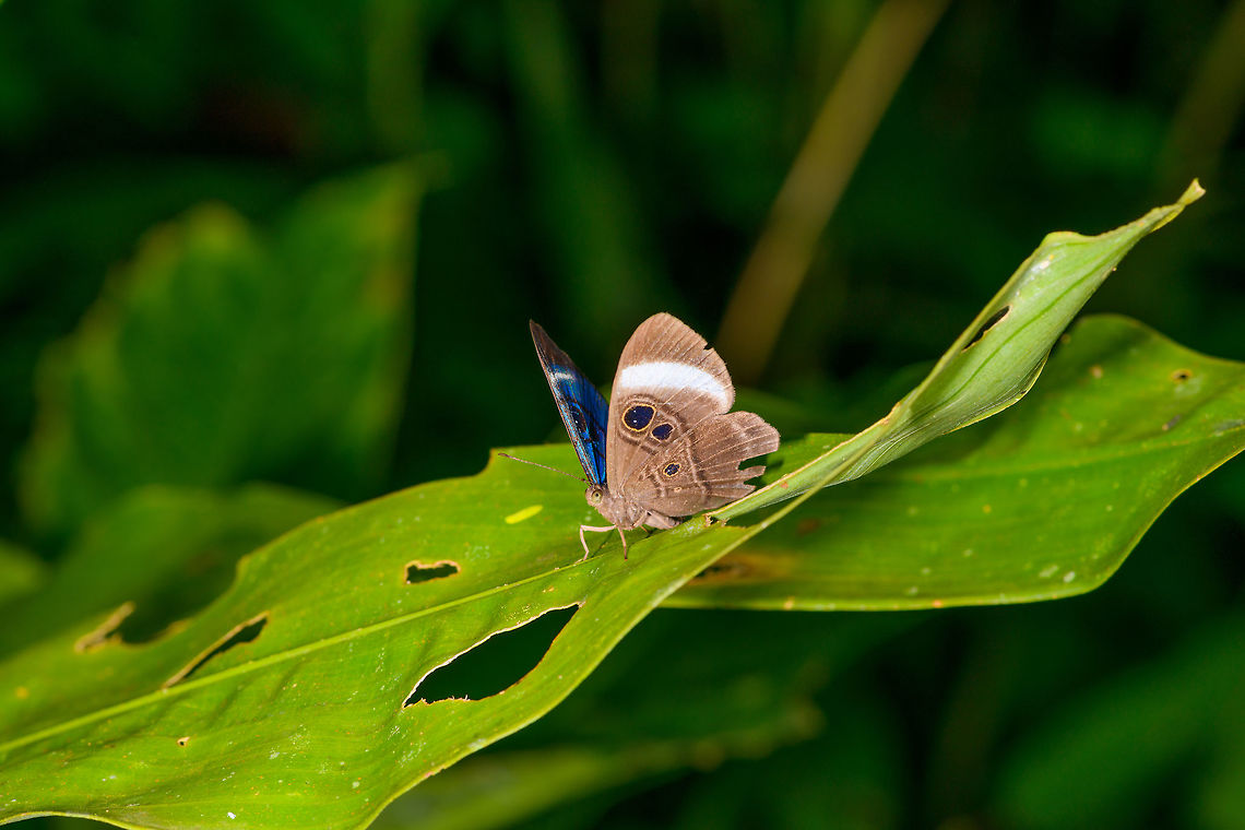 Loruhama Eyemark, Orito, Colombia A seemingly dull butterfly until it reveals a mesmerizing blue on the forewings. This is likely a male, as females are almost never seen. As this genus has many similar looking species, here&#039;s a forewing shot to support the ID:<br />
<figure class="photo"><a href="https://www.jungledragon.com/image/69421/loruhama_eyemark_-_forewings_orito_colombia.html" title="Loruhama Eyemark - forewings, Orito, Colombia"><img src="https://s3.amazonaws.com/media.jungledragon.com/images/2/69421_thumb.jpg?AWSAccessKeyId=05GMT0V3GWVNE7GGM1R2&Expires=1759968010&Signature=AkzNllq6RT7g%2Bwt4HeFDGJ7YGcY%3D" width="200" height="200" alt="Loruhama Eyemark - forewings, Orito, Colombia Odd angle, yet useful to support identification of this observation:<br />
https://www.jungledragon.com/image/69419/loruhama_eyemark_orito_colombia.html Colombia,Colombia 2018,Colombia South,Loruhama Eyemark,Mesosemia loruhama,Orito,Putumayo,South America,World" /></a></figure><br />
<br />
Reference:<br />
<a href="https://www.flickr.com/photos/andreaskay/38660012724" rel="nofollow">https://www.flickr.com/photos/andreaskay/38660012724</a> Colombia,Colombia 2018,Colombia South,Loruhama Eyemark,Mesosemia loruhama,Orito,Putumayo,South America,World