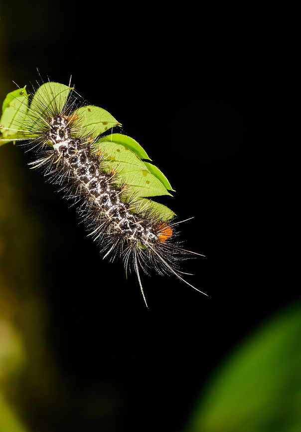 Black and white hairy caterpillar, Orito, Colombia  Colombia,Colombia 2018,Colombia South,Orito,Putumayo,South America,World