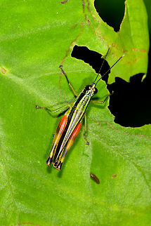 Stenopola puncticeps