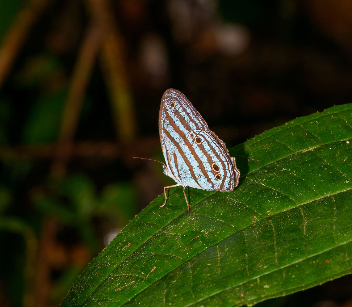 Cephus Blue Ringlet female, Orito, Colombia I wasn't planning on sharing this because of the odd angle, but happened to run into the species ID, so figured to register it as a species capture anyway. Reference:<br />
<a href="https://myrockytop.smugmug.com/Travel/Ecuador-2012/Sacha-Lodge/i-xsNtm6w" rel="nofollow">https://myrockytop.smugmug.com/Travel/Ecuador-2012/Sacha-Lodge/i-xsNtm6w</a><br />
<br />
Cepheuptychia cephus,Cephus Blue Ringlet,Colombia,Colombia 2018,Colombia South,Orito,Putumayo,South America,World
