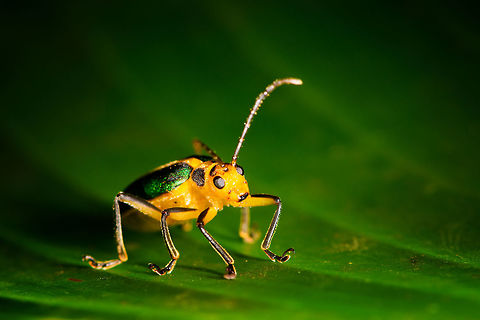 Yellow-green leaf beetle - front view, Orito, Colombia Possibly Dircema sp. Same bug as seen here:
https://www.jungledragon.com/image/69341/yellow-green_leaf_beetle_orito_colombia.html Colombia,Colombia 2018,Colombia South,Orito,Putumayo,South America,World