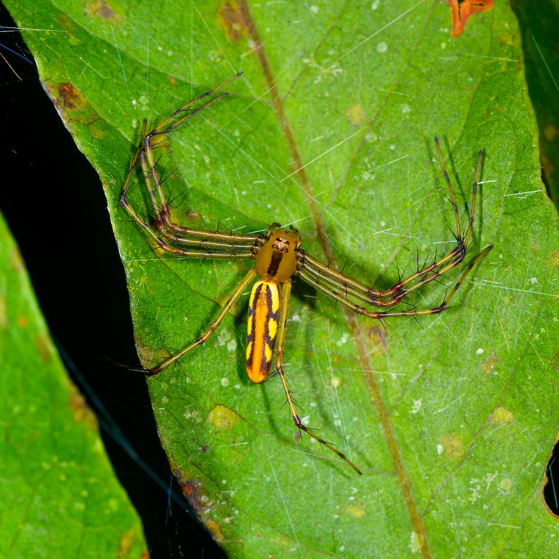 Tapinillus longipes, Orito, Colombia  Colombia,Colombia 2018,Colombia South,Orito,Putumayo,South America,Tapinillus longipes,World