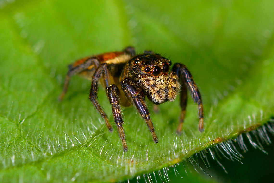 Freya decorata, Orito, Colombia This is the female. <br />
<a href="https://www.jumping-spiders.com/php/tax_fotos.php?id=1548" rel="nofollow">https://www.jumping-spiders.com/php/tax_fotos.php?id=1548</a><br />
<a href="https://www.flickr.com/photos/andreaskay/32762699815/in/album-72157629065410518/" rel="nofollow">https://www.flickr.com/photos/andreaskay/32762699815/in/album-72157629065410518/</a><br />
<br />
<figure class="photo"><a href="https://www.jungledragon.com/image/69433/freya_decorata_-_closeup_orito_colombia.html" title="Freya decorata - closeup, Orito, Colombia"><img src="https://s3.amazonaws.com/media.jungledragon.com/images/2/69433_thumb.jpg?AWSAccessKeyId=05GMT0V3GWVNE7GGM1R2&Expires=1767225610&Signature=P0Pnp474WMw1jDT1P6pL0XkIcn0%3D" width="200" height="200" alt="Freya decorata - closeup, Orito, Colombia This is the female.<br />
https://www.jumping-spiders.com/php/tax_fotos.php?id=1548<br />
https://www.flickr.com/photos/andreaskay/32762699815/in/album-72157629065410518/<br />
https://www.jungledragon.com/image/69432/freya_decorata_orito_colombia.html Colombia,Colombia 2018,Colombia South,Freya decorata,Orito,Putumayo,South America,World" /></a></figure><br />
 Colombia,Colombia 2018,Colombia South,Freya decorata,Orito,Putumayo,South America,World