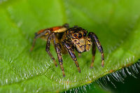 Freya decorata, Orito, Colombia This is the female. <br />
https://www.jumping-spiders.com/php/tax_fotos.php?id=1548<br />
https://www.flickr.com/photos/andreaskay/32762699815/in/album-72157629065410518/<br />
<br />
https://www.jungledragon.com/image/69433/freya_decorata_-_closeup_orito_colombia.html<br />
 Colombia,Colombia 2018,Colombia South,Freya decorata,Orito,Putumayo,South America,World