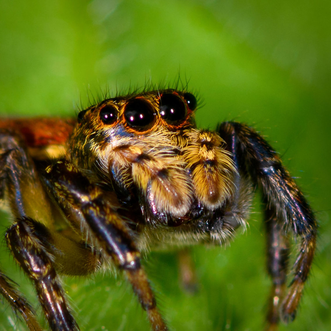 Freya decorata - closeup, Orito, Colombia This is the female.<br />
<a href="https://www.jumping-spiders.com/php/tax_fotos.php?id=1548" rel="nofollow">https://www.jumping-spiders.com/php/tax_fotos.php?id=1548</a><br />
<a href="https://www.flickr.com/photos/andreaskay/32762699815/in/album-72157629065410518/" rel="nofollow">https://www.flickr.com/photos/andreaskay/32762699815/in/album-72157629065410518/</a><br />
<figure class="photo"><a href="https://www.jungledragon.com/image/69432/freya_decorata_orito_colombia.html" title="Freya decorata, Orito, Colombia"><img src="https://s3.amazonaws.com/media.jungledragon.com/images/2/69432_thumb.jpg?AWSAccessKeyId=05GMT0V3GWVNE7GGM1R2&Expires=1759968010&Signature=2zTDiH6qiDdEiSHjO%2FPFPzM1v0c%3D" width="200" height="134" alt="Freya decorata, Orito, Colombia This is the female. <br />
https://www.jumping-spiders.com/php/tax_fotos.php?id=1548<br />
https://www.flickr.com/photos/andreaskay/32762699815/in/album-72157629065410518/<br />
<br />
https://www.jungledragon.com/image/69433/freya_decorata_-_closeup_orito_colombia.html<br />
 Colombia,Colombia 2018,Colombia South,Freya decorata,Orito,Putumayo,South America,World" /></a></figure> Colombia,Colombia 2018,Colombia South,Freya decorata,Orito,Putumayo,South America,World