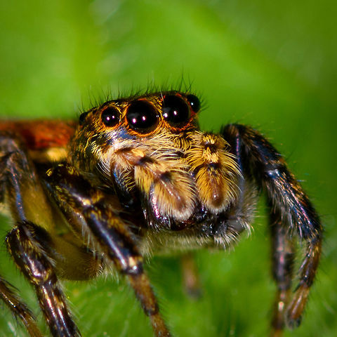 Freya decorata - closeup, Orito, Colombia This is the female.
https://www.jumping-spiders.com/php/tax_fotos.php?id=1548
https://www.flickr.com/photos/andreaskay/32762699815/in/album-72157629065410518/
https://www.jungledragon.com/image/69432/freya_decorata_orito_colombia.html Colombia,Colombia 2018,Colombia South,Freya decorata,Orito,Putumayo,South America,World