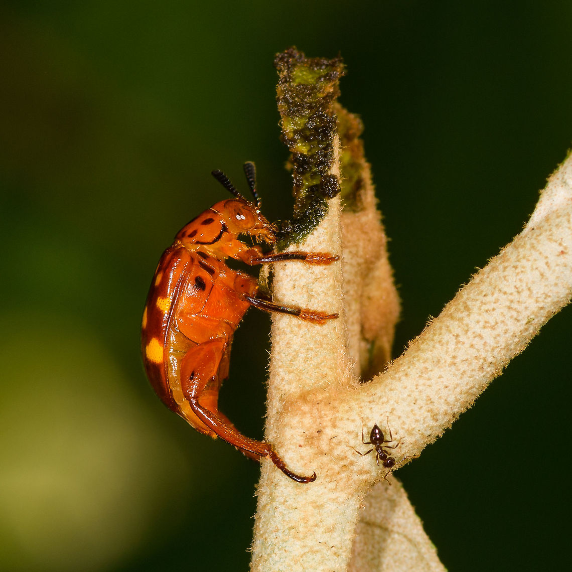 Orange beetle, Orito, Colombia Some kind of leaf beetle I think. It's overall orange with yellow spots on the wings. In the Megalopodidae, according to somebody on Facebook. Colombia,Colombia 2018,Colombia South,Orito,Putumayo,South America,World
