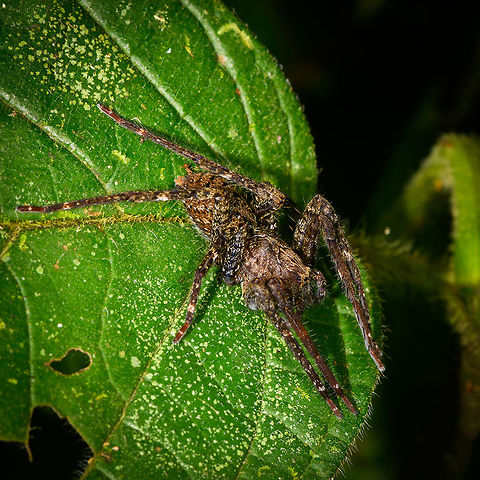 Large wandering spider(?), Orito, Colombia Quite a beauty when you inspect the details. I really wish I was better at identifying spiders. Colombia,Colombia 2018,Colombia South,Orito,Putumayo,South America,World