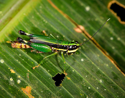 Nadiacris metallica, Orito, Colombia Presumed species based on these references:
https://www.flickr.com/photos/129392105@N02/24947144955
https://myrockytop.smugmug.com/Travel/Ecuador-2012/Sacha-Lodge/i-Lg9MkKZ

Only doubt I have is the white tip at the end of the antennae, so will try to confirm this species. Colombia,Colombia 2018,Colombia South,Fall,Geotagged,Nadiacris metallica,Orito,Putumayo,South America,World