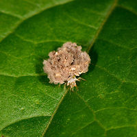 Trash or junk bug, Orito, Colombia Trash bugs are the larvae of lacewings, of which some show the behavior of collecting debris on its back to protect against predatory lady beetles, who are after the same food: aphids. The trash on their back includes their own egg shells, various pieces of random debris and usually body parts of its many past victims. <br />
<br />
They are tiny, very fast and known to traverse huge distances to find prey. Here's a video of how we discovered it:<br />
https://www.youtube.com/watch?v=eXEJQozU6p8<br />
<br />
From most angles, you'd see part of the legs at most, the rest covered up by the debris but here we got lucky that it showed its awesome head.<br />
<br />
https://www.jungledragon.com/image/69439/trash_or_junk_bug_-_closeup_orito_colombia.html Colombia,Colombia 2018,Colombia South,Fall,Geotagged,Orito,Putumayo,South America,World